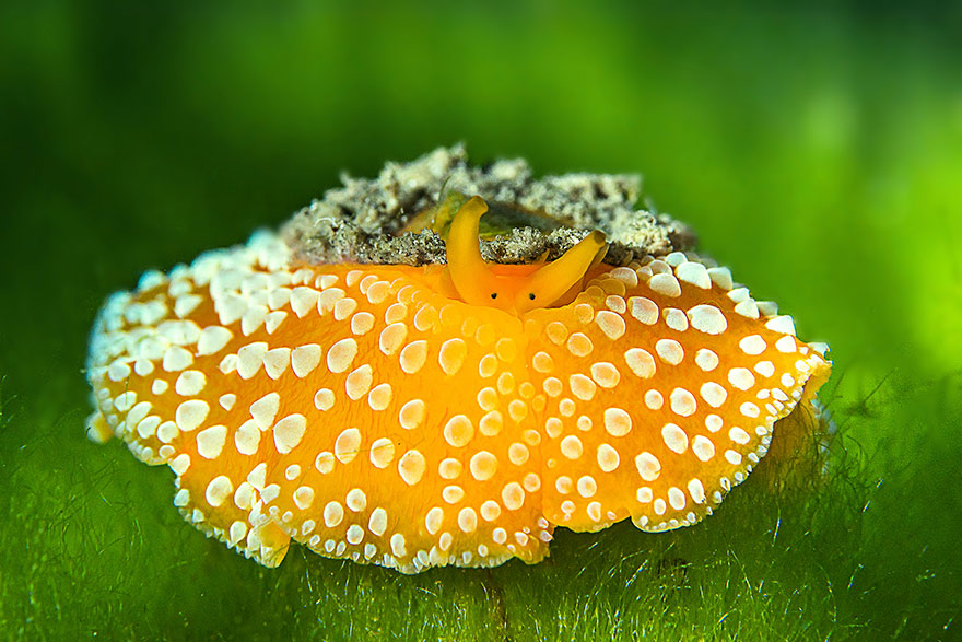 5th Place - Cedric Peneau - Nudibranchs Category - "Orange UFO"