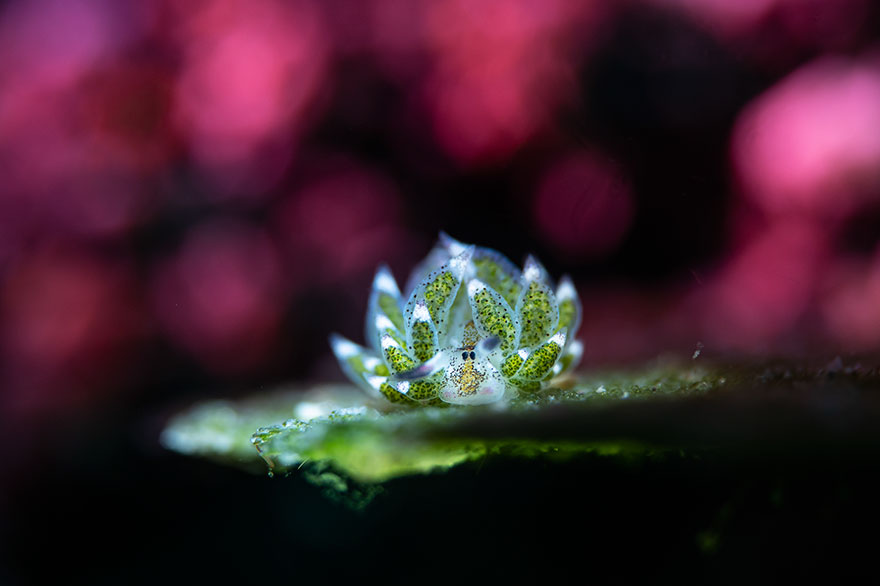 Honorable Mention - Chun Ho Tam - Nudibranchs Category - "Sheep In Dreamland"