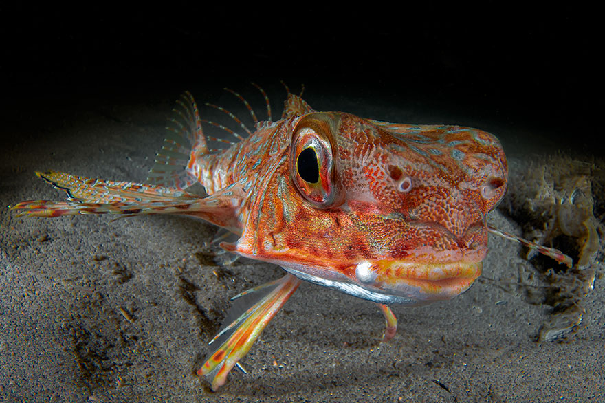 2nd Place - Davide Lombroso - Portrait Category - "Look At Me"