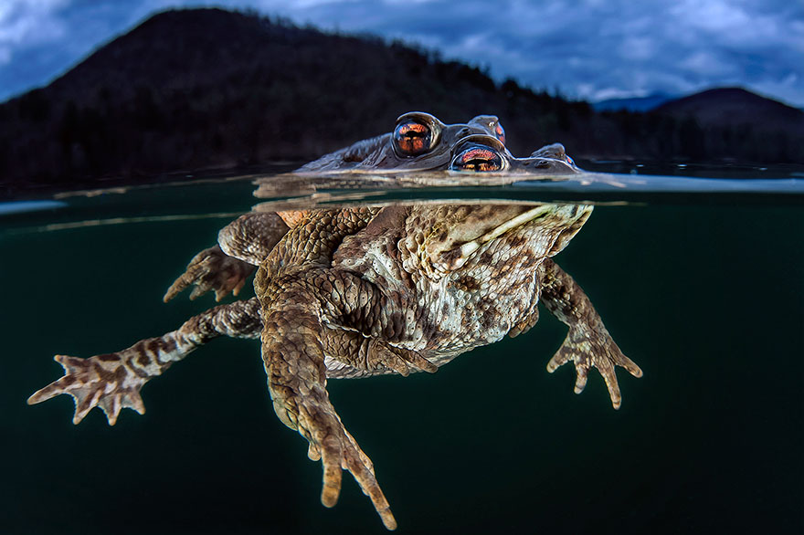 3rd Place - Claudo Zori - Portrait Category - "Toads"