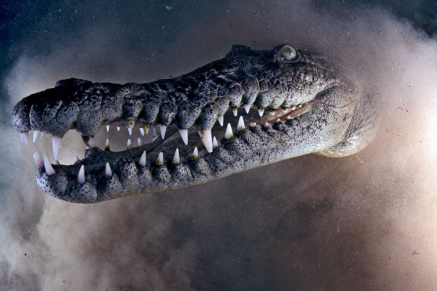 4th Place - Emry Oxford - Portrait Category - "Cuba Croc"