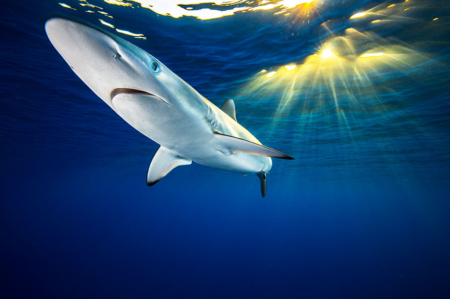 5th Place - Mok Wai Hoe - Portrait Category - "Silky Portrait And Sunset"