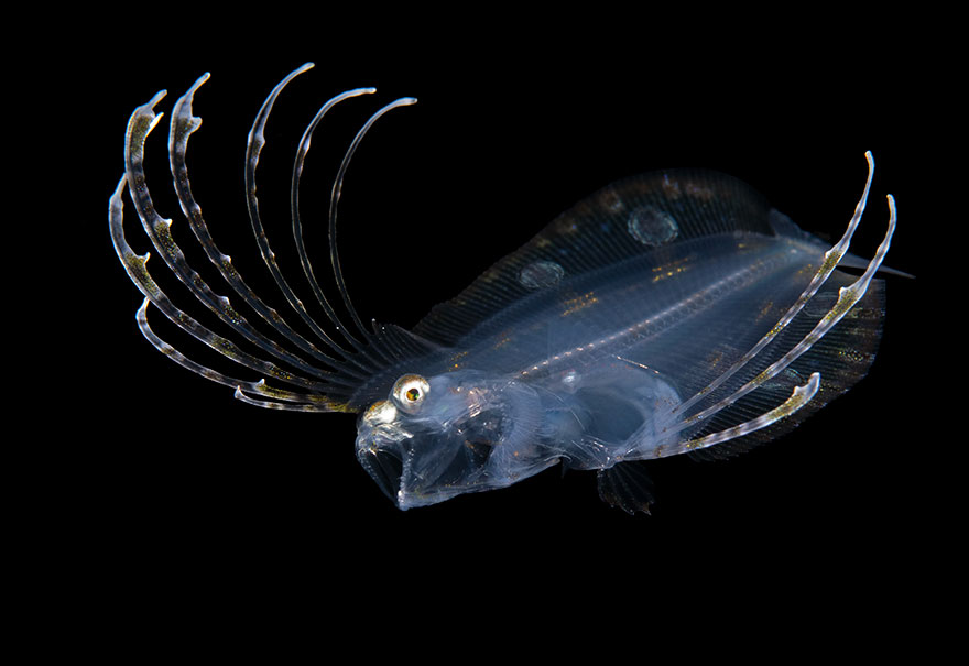 Honorable Mention - Steven Kovacs - Blackwater Category - "Flounder"