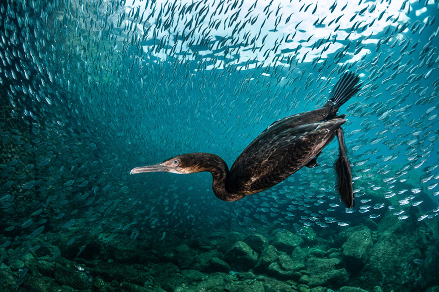 Honorable Mention - Greg Lecoeur - Portrait Category - "Cormoran Underwater"