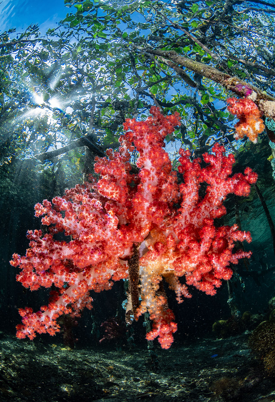 2nd Place - Nicholas More - Reefscapes Category - "Mangrove Soft Coral"