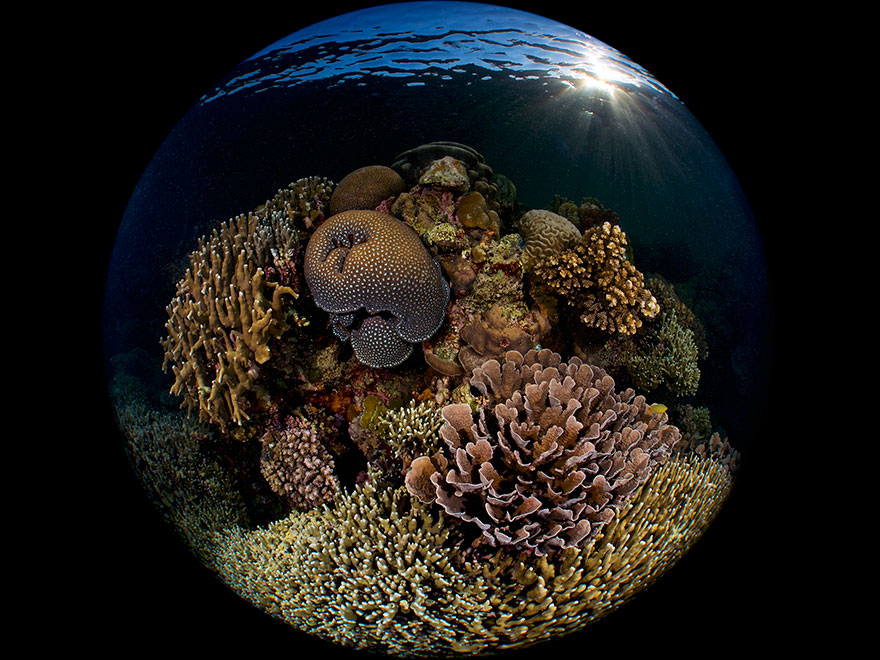 3rd Place - Enrico Somogyi - Reefscapes Category - "Reef At Sunrise"
