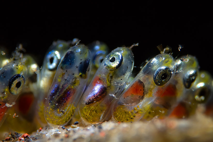 1st Place - Paolo Isgro - Supermacro Category - "Clownfish Eggs"