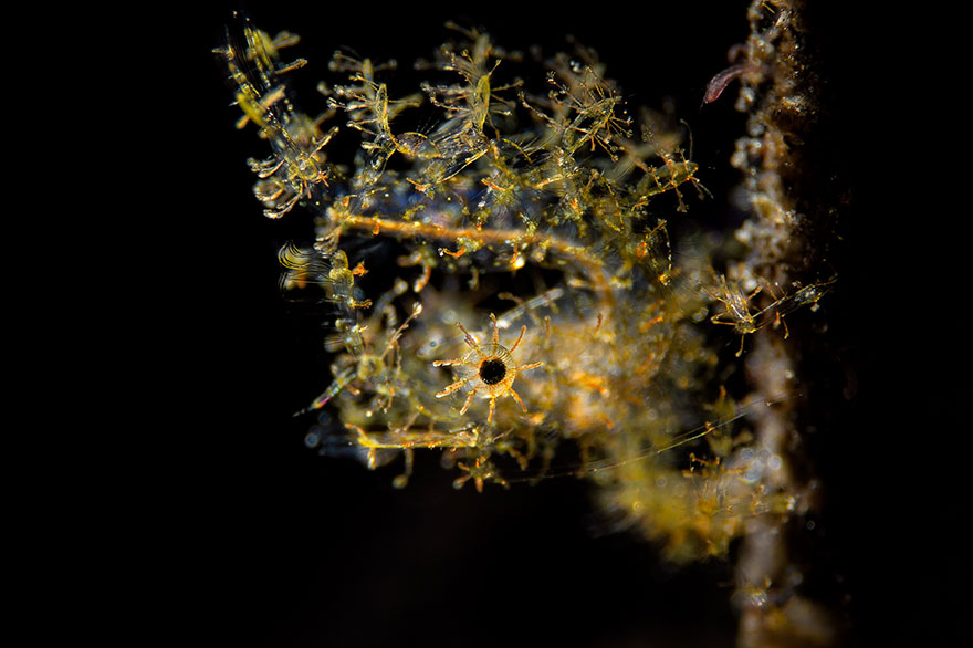 3rd Place - Paolo Isgro - Supermacro Category - "Tiny Hairy Shrimp"