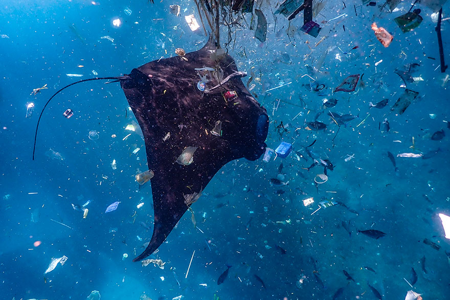 3rd Place - Brooke Lori Pyke - Conservation Category - "Plastic Soup"