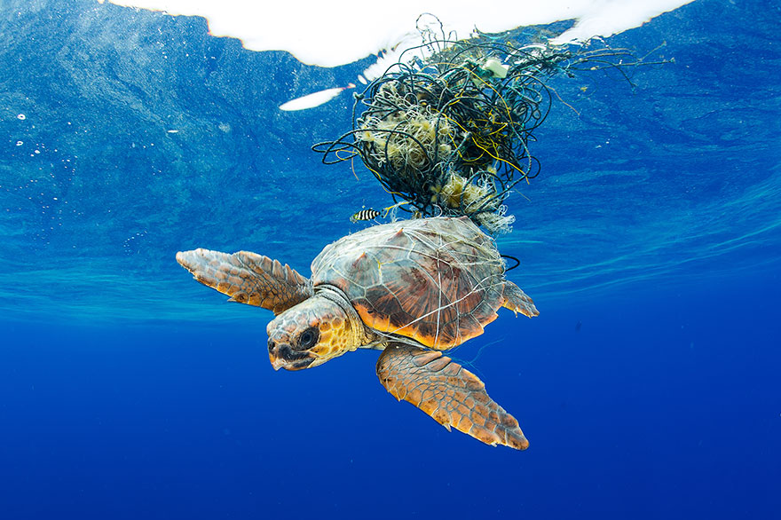 5th Place - Francis Perez - Conservation Category - "Sea Turtle Trapped"