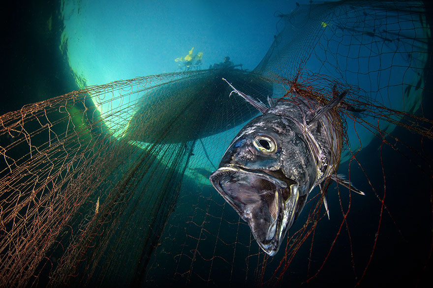 Honorable Mention - Pasquale Vassallo - Conservation Category - "The Dawn Of A Not, New Day"