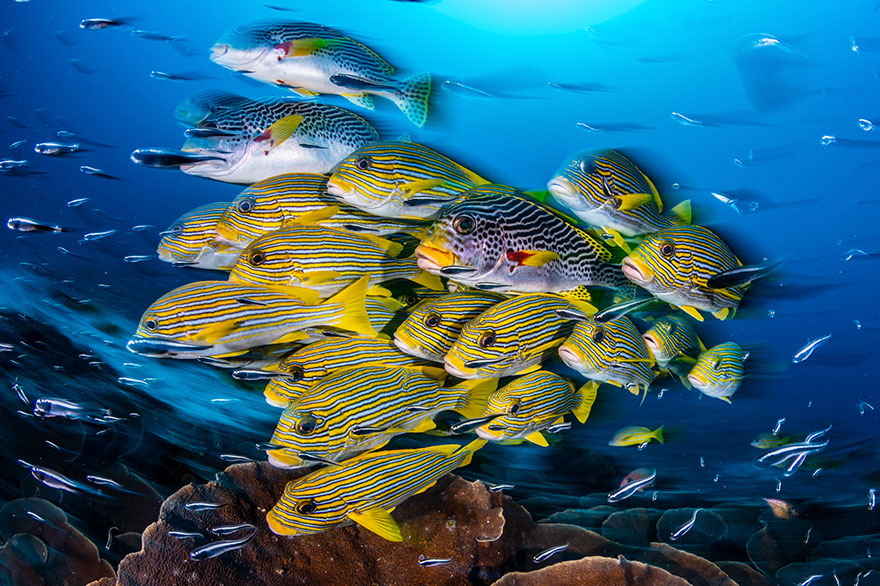 1st Place - Nicholas More - Wide-Angle Category - "Blur Of Sweetlips"