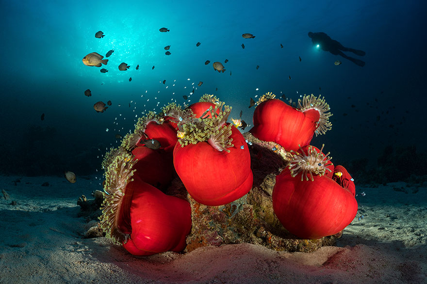4th Place - Borut Furlan - Wide-Angle Category - "Anemone City"