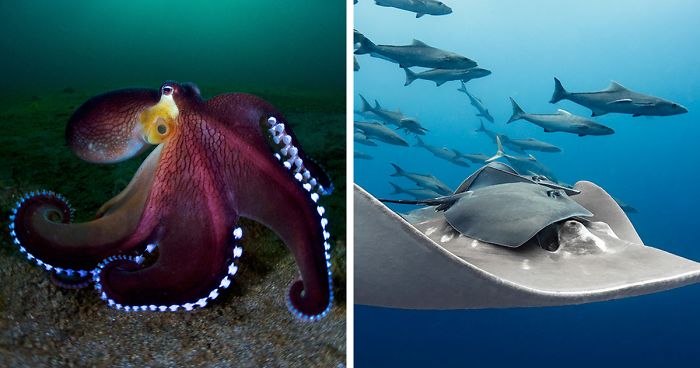 Here Are This Year's Ocean Art Contest WinnersHere Are This Year's Ocean Art Contest Winners