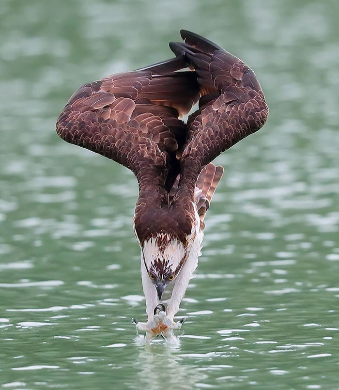Photographer's Photos Of Ospreys In Hunting Mode Show How Calculated Everything In Nature Is