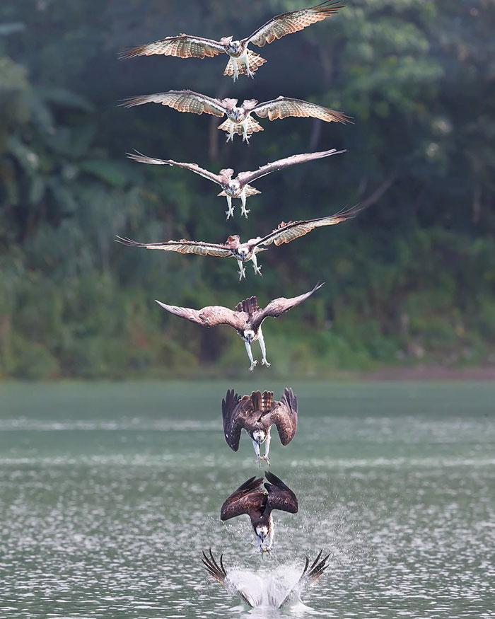 Photographer's Photos Of Ospreys In Hunting Mode Show How Calculated Everything In Nature Is