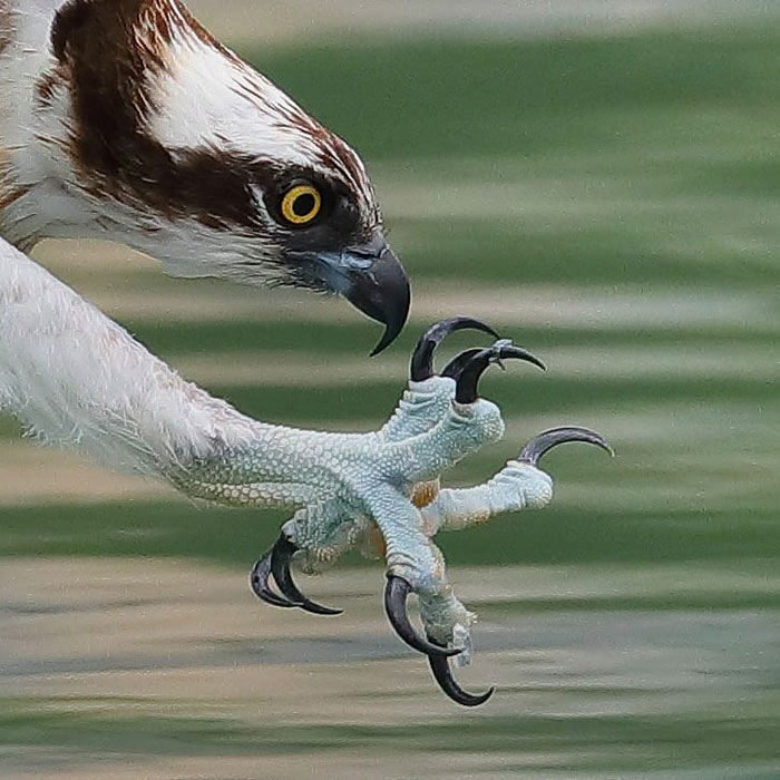 Photographer's Photos Of Ospreys In Hunting Mode Show How Calculated Everything In Nature Is