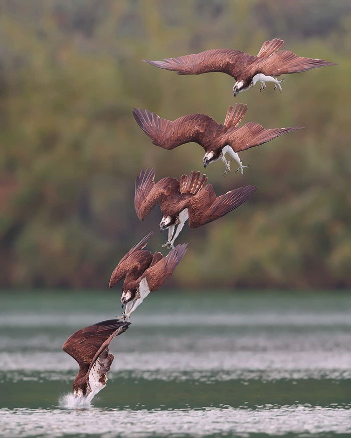 Photographer's Photos Of Ospreys In Hunting Mode Show How Calculated Everything In Nature Is