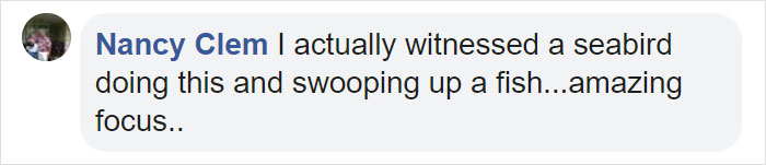 Photographer's Photos Of Ospreys In Hunting Mode Show How Calculated Everything In Nature Is