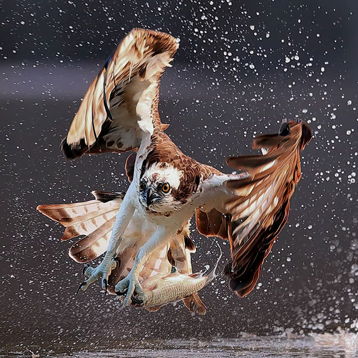 Photographer's Photos Of Ospreys In Hunting Mode Show How Calculated Everything In Nature Is