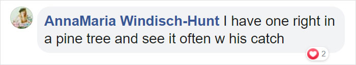 Photographer's Photos Of Ospreys In Hunting Mode Show How Calculated Everything In Nature Is