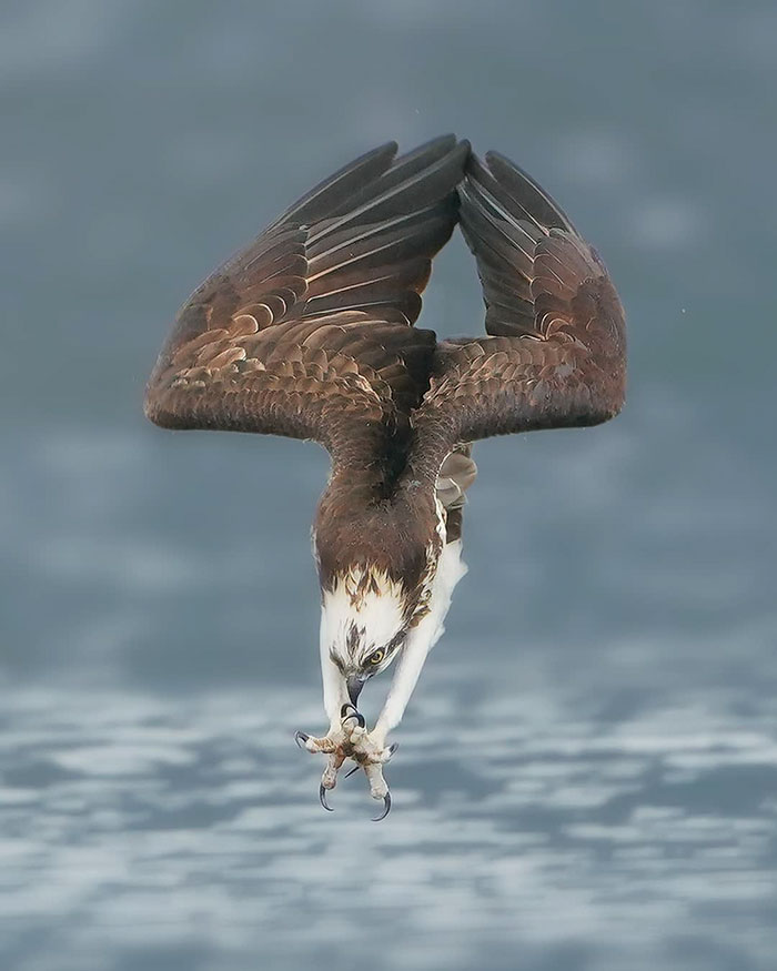 Photographer's Photos Of Ospreys In Hunting Mode Show How Calculated Everything In Nature Is