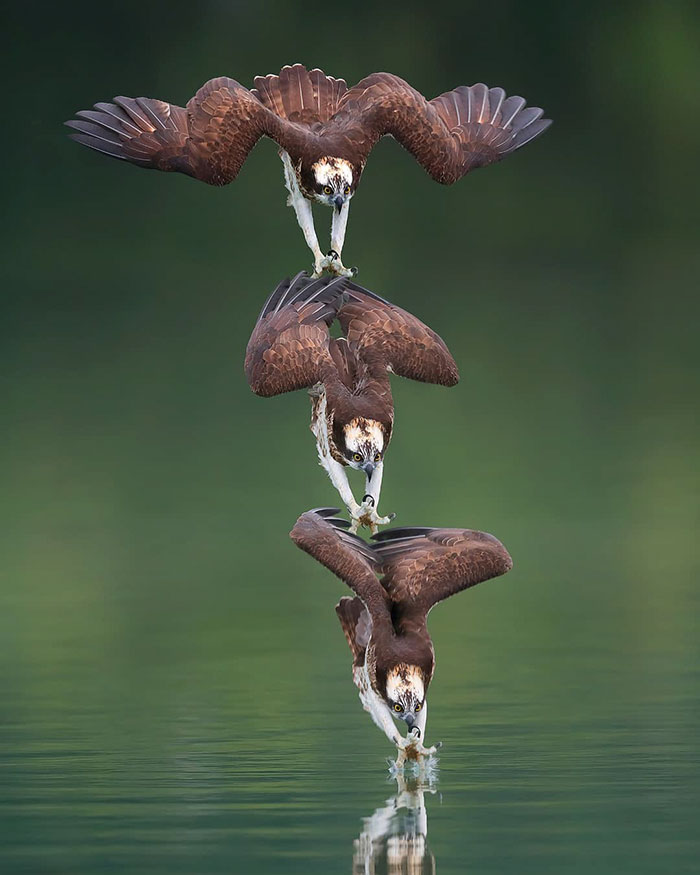 Photographer's Photos Of Ospreys In Hunting Mode Show How Calculated Everything In Nature Is