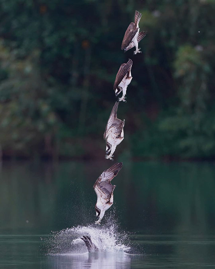 Photographer's Photos Of Ospreys In Hunting Mode Show How Calculated Everything In Nature Is