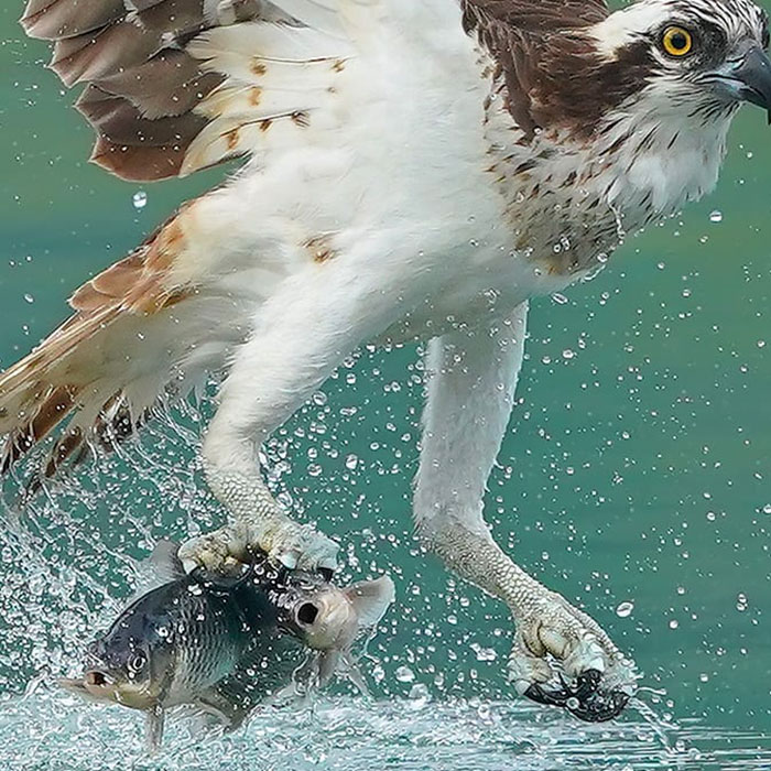 Photographer's Photos Of Ospreys In Hunting Mode Show How Calculated Everything In Nature Is