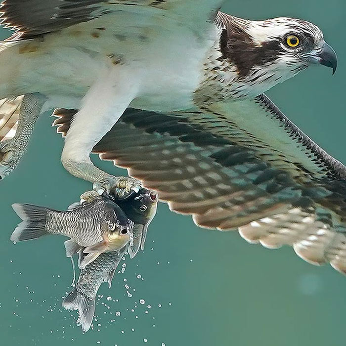 Photographer's Photos Of Ospreys In Hunting Mode Show How Calculated Everything In Nature Is