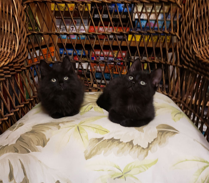 Kittens Roam Freely In This Bookstore In Canada And Customers Can Even Adopt Them Kittens Roam Freely In This Bookstore In Canada And Customers Can Even Adopt Them