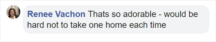 Kittens Roam Freely In This Bookstore In Canada And Customers Can Even Adopt Them Kittens Roam Freely In This Bookstore In Canada And Customers Can Even Adopt Them