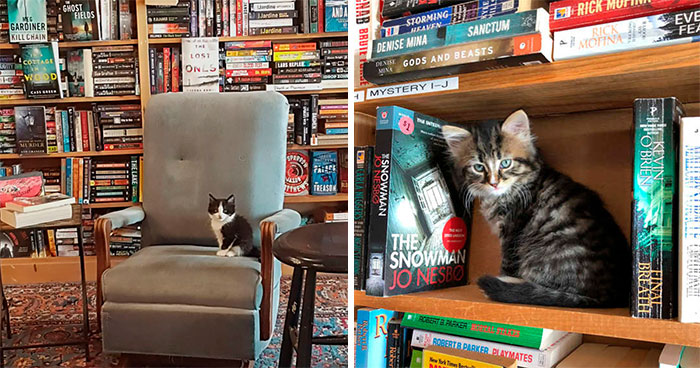 Kittens Roam Freely In This Bookstore In Canada And Customers Can Even Adopt Them