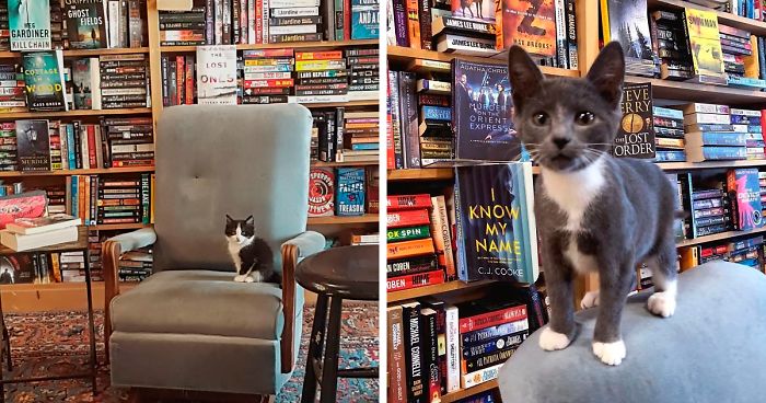Kittens Roam Freely In This Bookstore In Canada And Customers Can Even Adopt Them