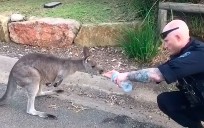 Officers Giving A Helping Hand To Local Wildlife In Fire Affected Bendalong