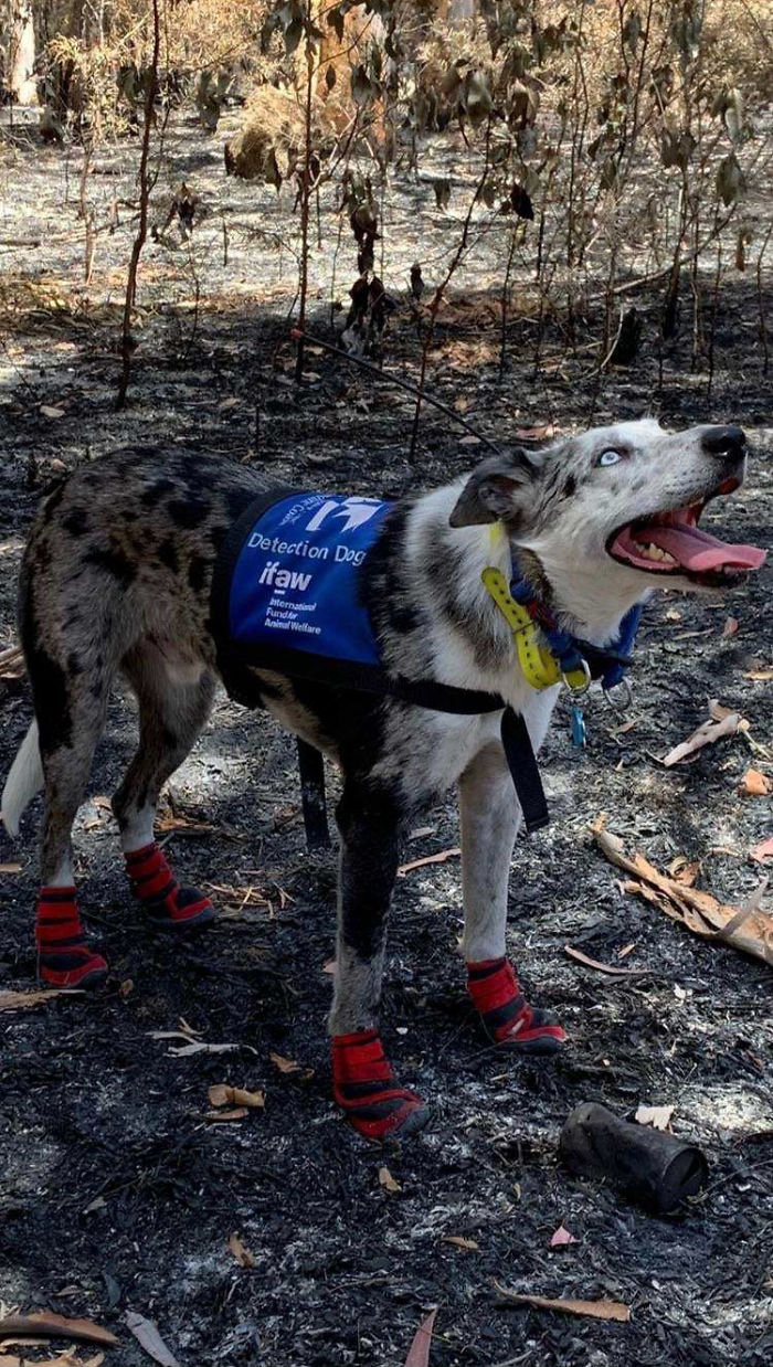 Bear The Koala Detection Dog Saving Koalas During The Australian Bushfires
