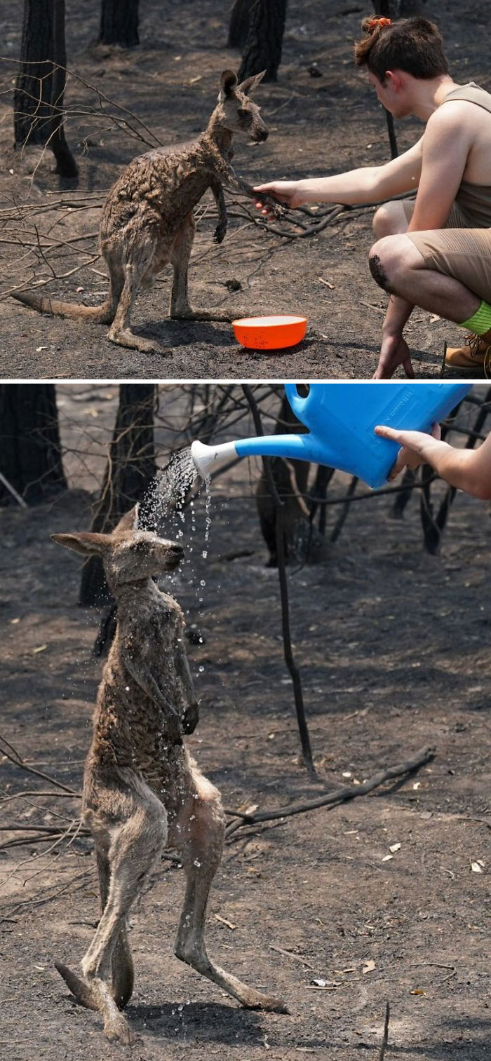 The Kangaroo Is Drenched In Water After Approaching A Human For Help