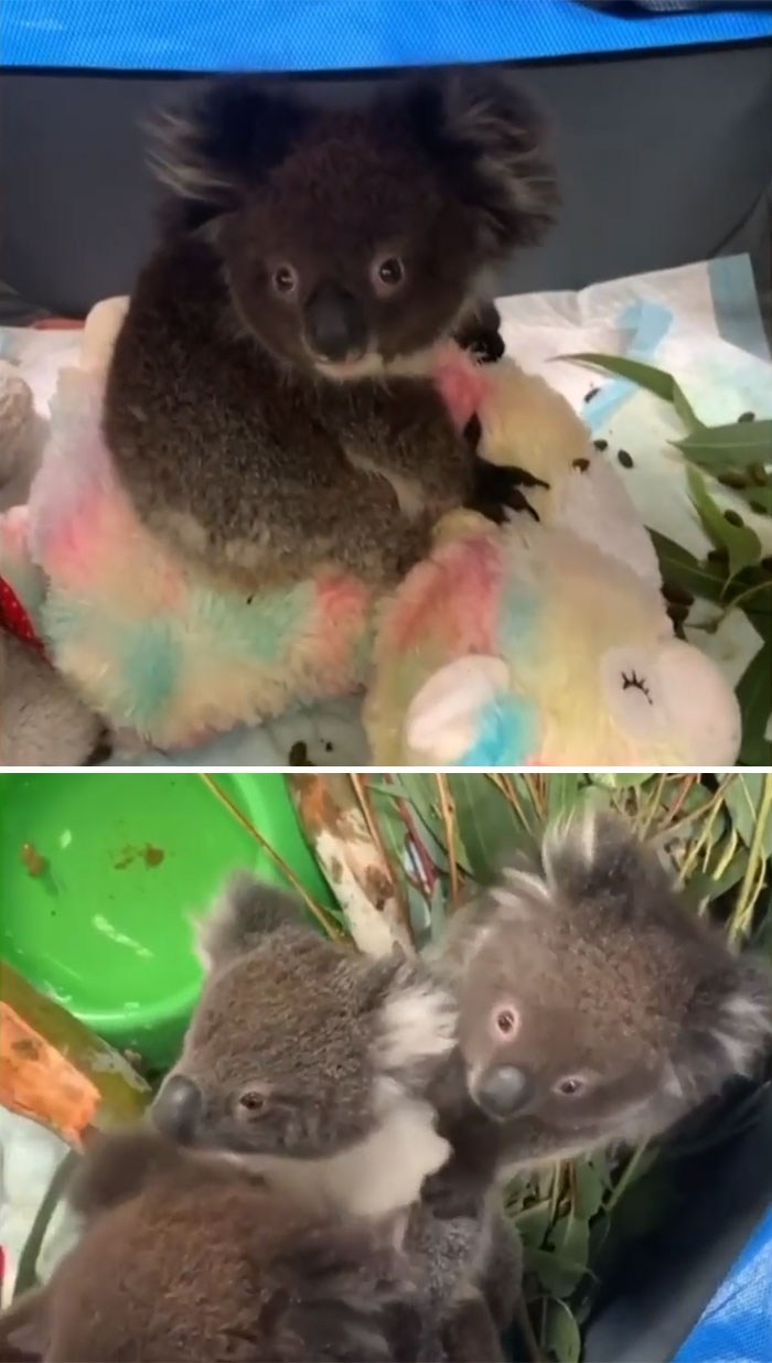 A Group Of Baby Koalas Were Rescued From The Adelaide Hills Fire Zone Area In Australia And Being Looked After By A Team Of Professional Volunteers