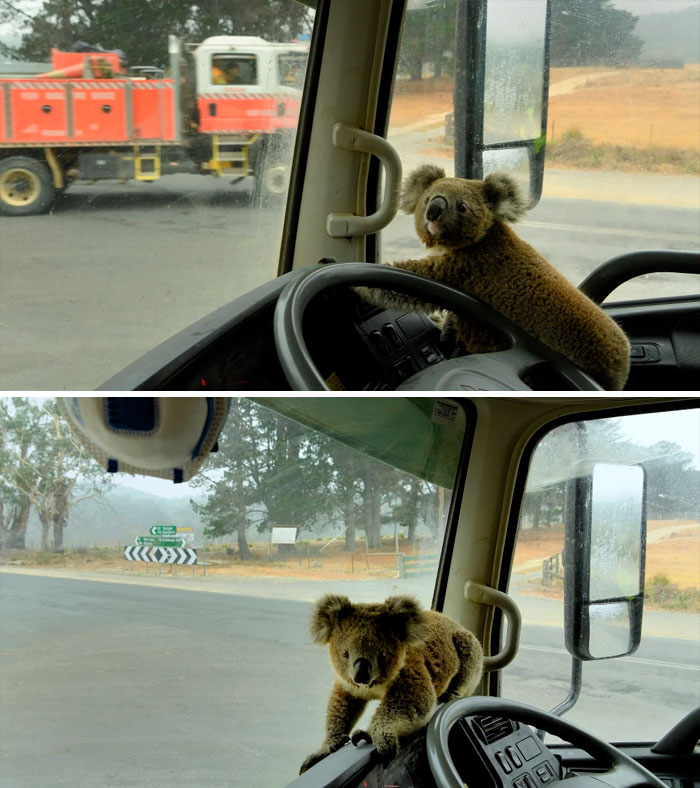 The Koala Named “Tinny Arse” That Was Rescued By Damian Campbell-Davys From A Bushfire Zone Sits In His Water Tanker