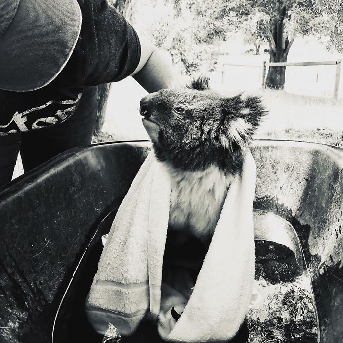 Distressed At First, Dolly Calmed Down Quickly. We Needed To Get Her Still Hot Feet Cooled Down Fast So Made Do With Fresh, Clean Water In A Wheelbarrow. Dolly Appreciated A Big Drink And Pain Relief Before Being Transferred To Our New And Temporary Koala Emergency Centre At Paradise