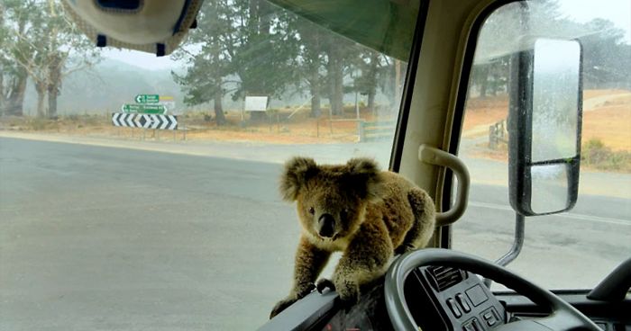 As Devastating Fires Are Raging In Australia, Here Are 24 Pics Of Animals Being Saved