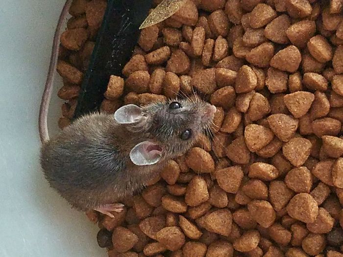 People Share Pics And Stories Of Pests They Saved Instead Of Killing People Share Pics And Stories Of Pests They Saved Instead Of Killing