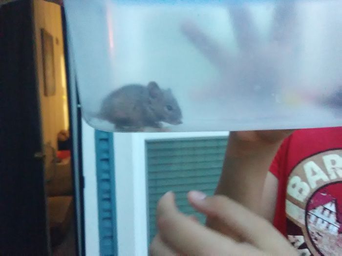 People Share Pics And Stories Of Pests They Saved Instead Of Killing