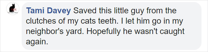 People Share Pics And Stories Of Pests They Saved Instead Of Killing People Share Pics And Stories Of Pests They Saved Instead Of Killing