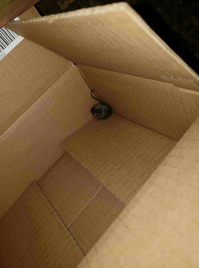 People Share Pics And Stories Of Pests They Saved Instead Of Killing