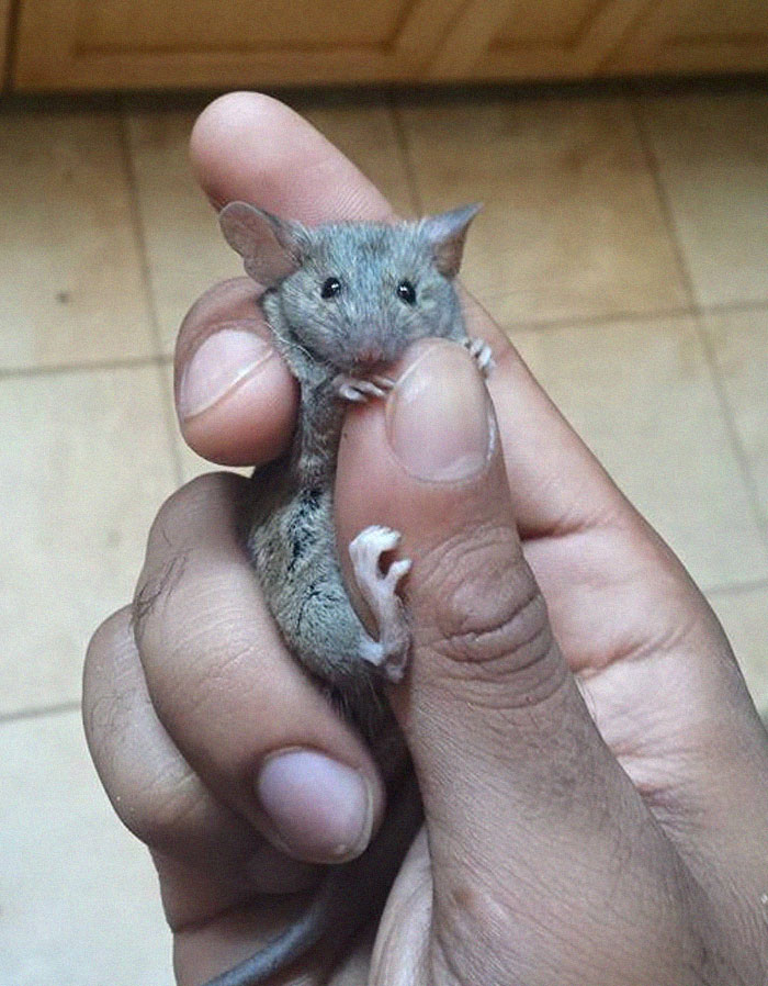 People Share Pics And Stories Of Pests They Saved Instead Of Killing