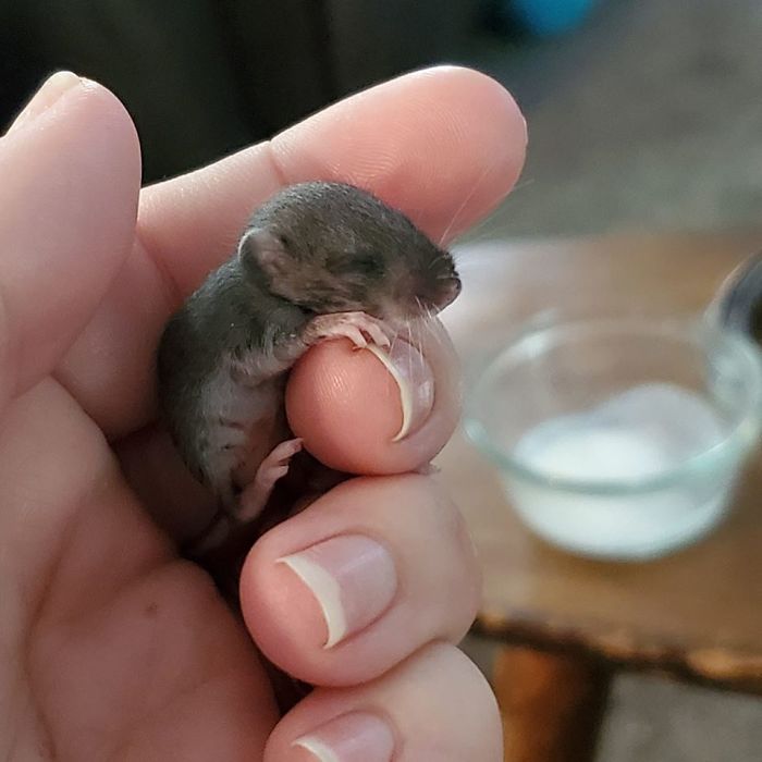 People Share Pics And Stories Of Pests They Saved Instead Of Killing