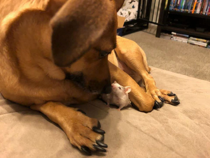 People Share Pics And Stories Of Pests They Saved Instead Of Killing