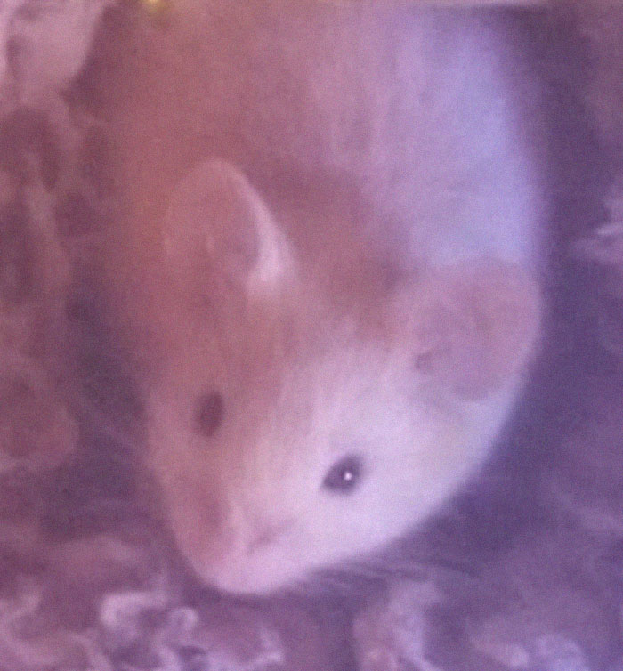 People Share Pics And Stories Of Pests They Saved Instead Of Killing People Share Pics And Stories Of Pests They Saved Instead Of Killing