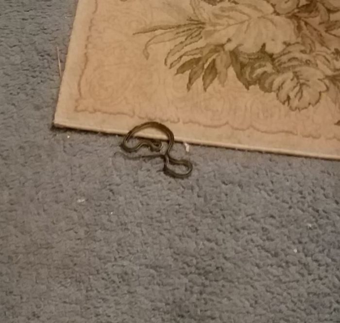 People Share Pics And Stories Of Pests They Saved Instead Of Killing People Share Pics And Stories Of Pests They Saved Instead Of Killing